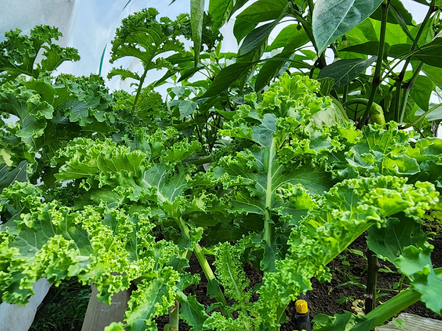 садоводство,  выращивание зелени, выращивание салата, старая купавна, богородский городской округ,