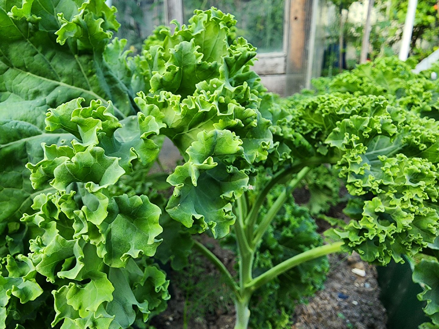 садоводство,  выращивание зелени, выращивание салата, старая купавна, богородский городской округ,