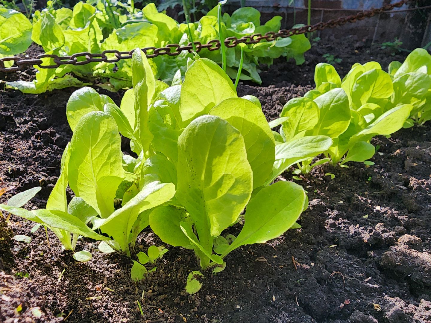 садоводство,  выращивание зелени, выращивание салата, старая купавна, богородский городской округ,