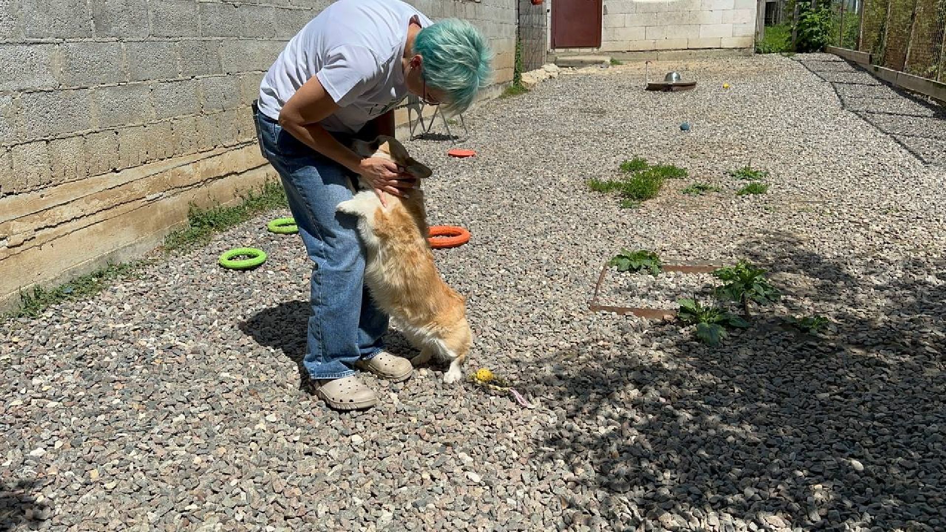 уход за животными, домодедово,