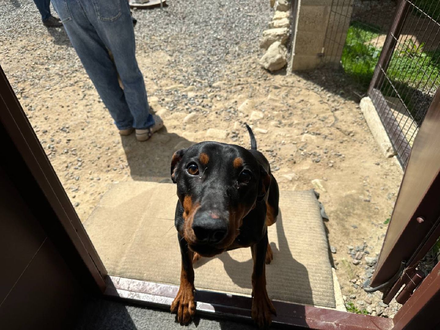 уход за животными, домодедово,