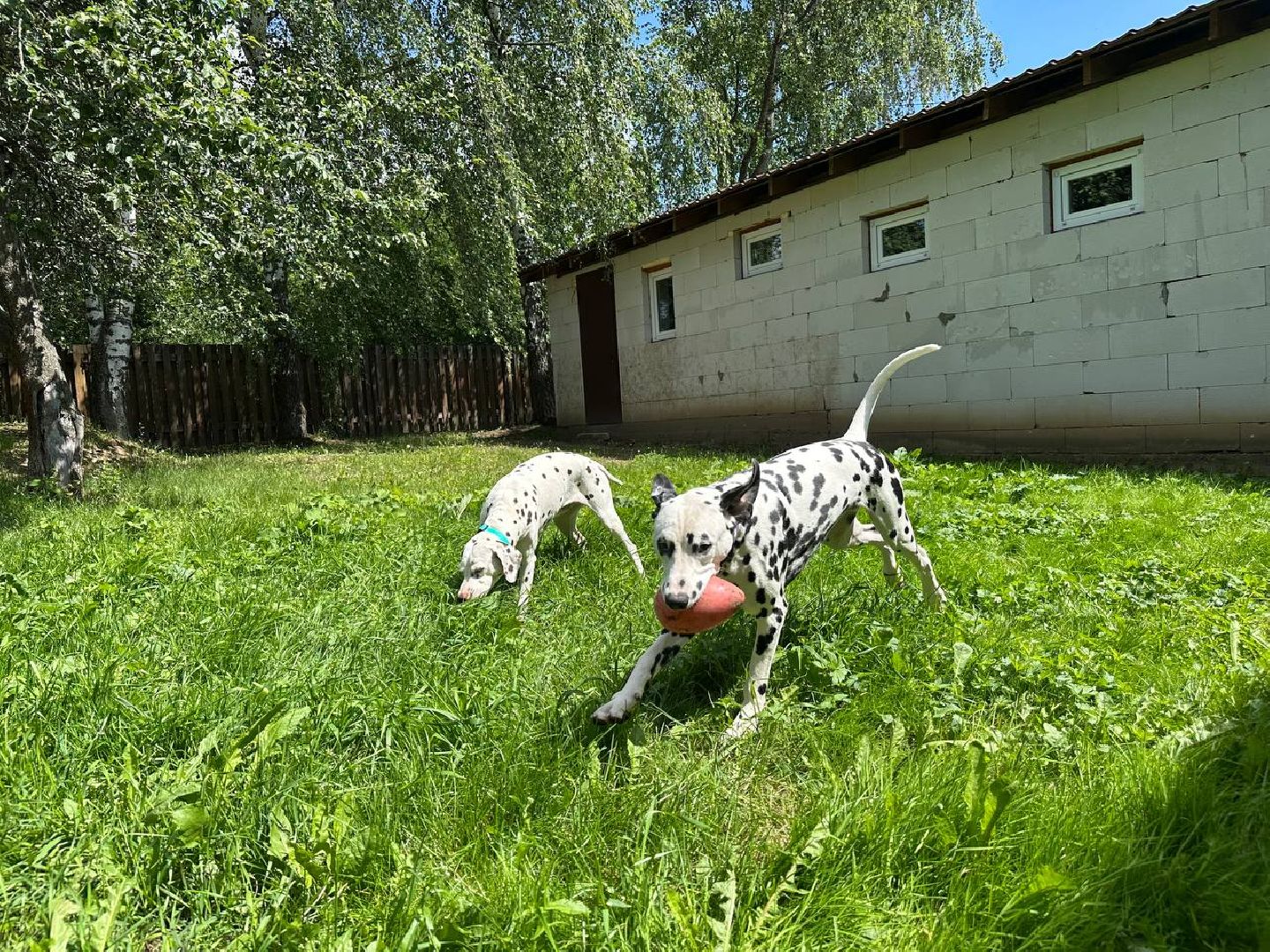 уход за животными, домодедово,