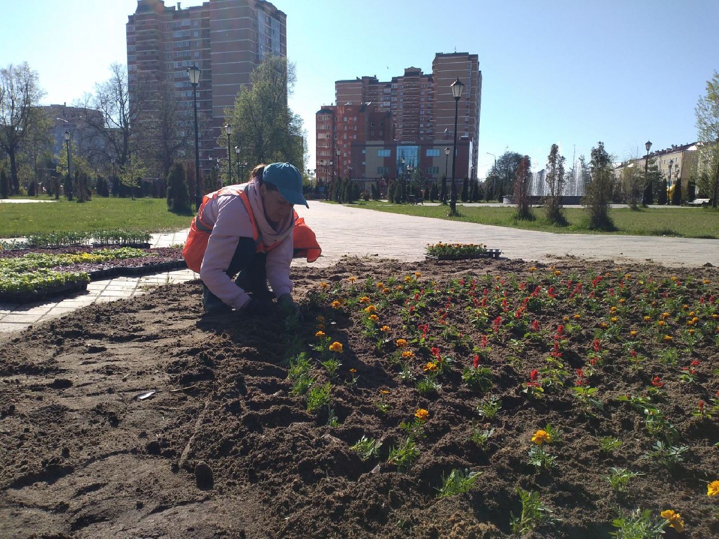 благоустройство, цветы, клумбы, Лосино-Петровский
