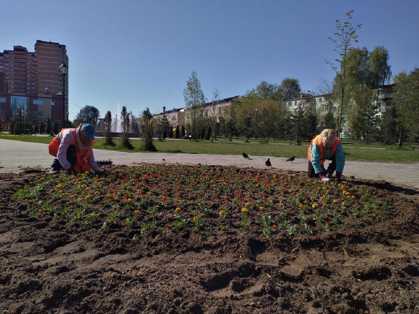 благоустройство, цветы, клумбы, Лосино-Петровский