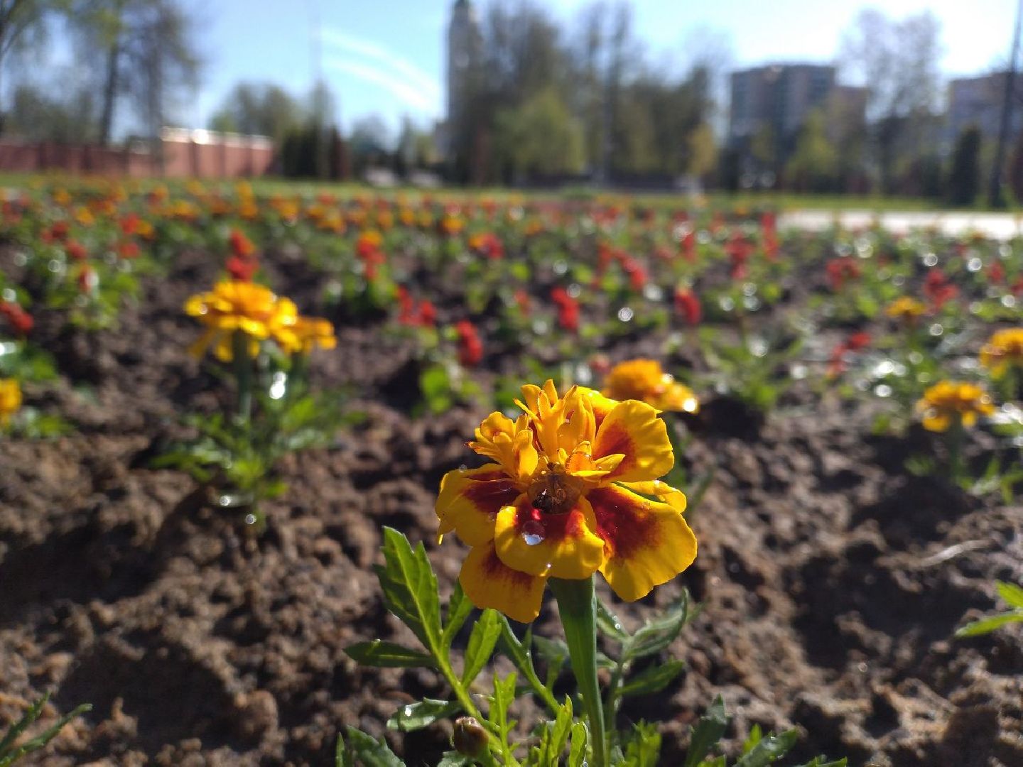 благоустройство, цветы, клумбы, Лосино-Петровский