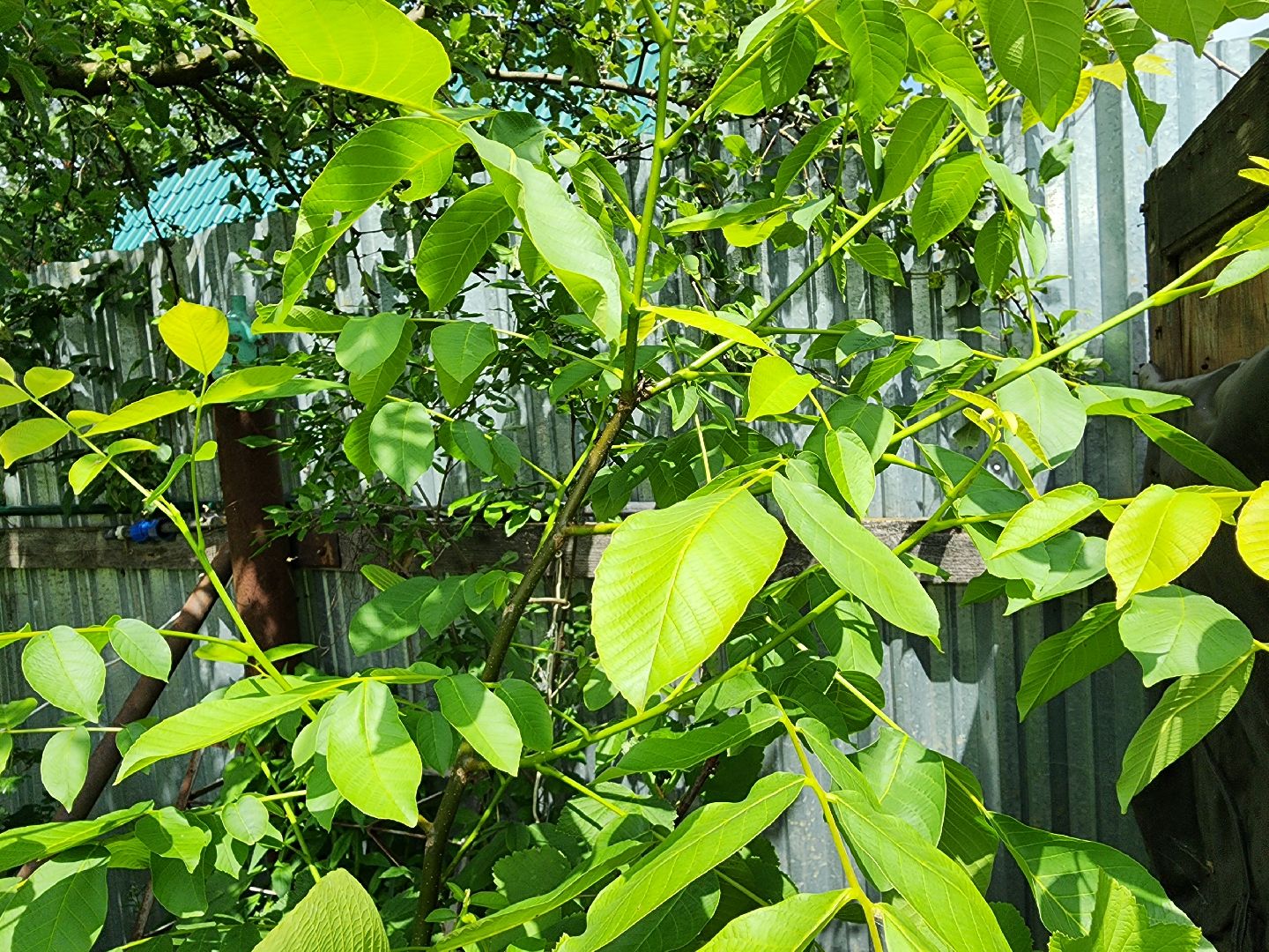 садоводство, экзотические растения, цветоводство, старая купавна, богородский городской округ,