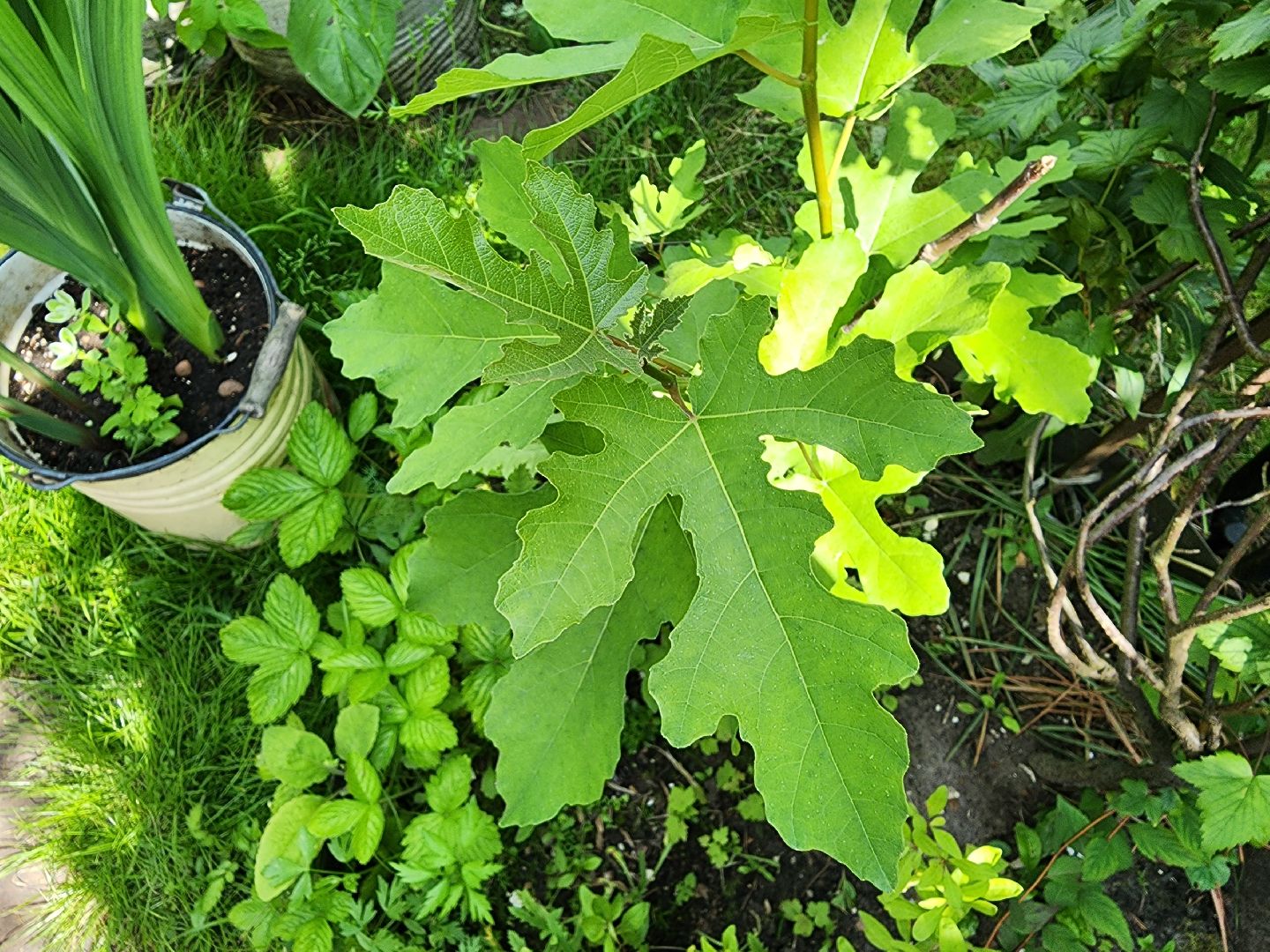 садоводство, экзотические растения, цветоводство, старая купавна, богородский городской округ,