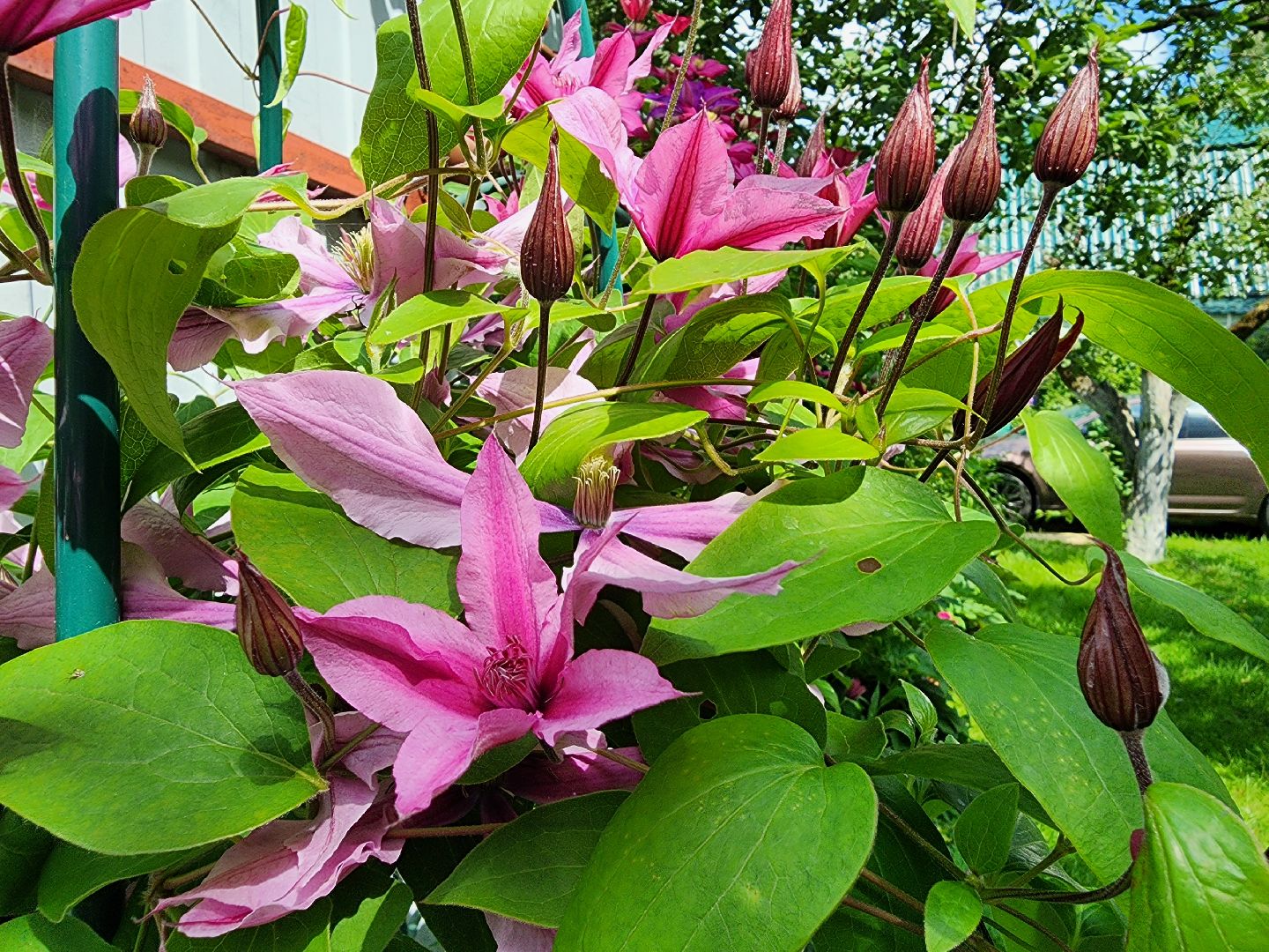 садоводство, экзотические растения, цветоводство, старая купавна, богородский городской округ,