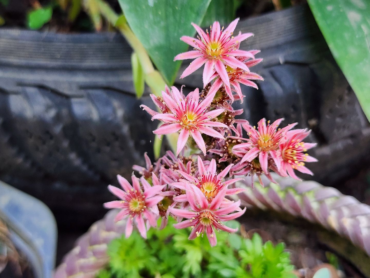 садоводство, экзотические растения, цветоводство, старая купавна, богородский городской округ,