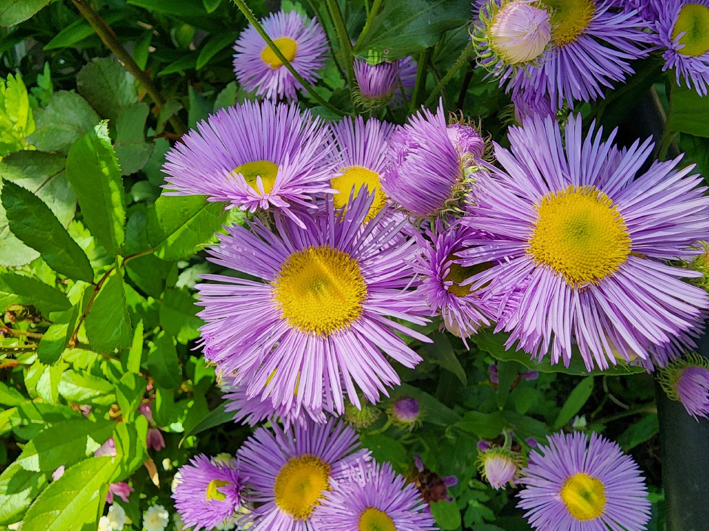 садоводство, экзотические растения, цветоводство, старая купавна, богородский городской округ,