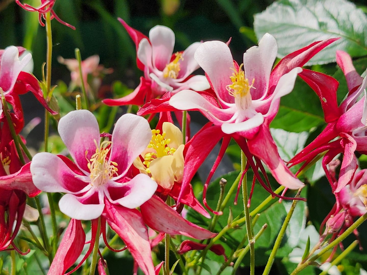 садоводство, экзотические растения, цветоводство, старая купавна, богородский городской округ,