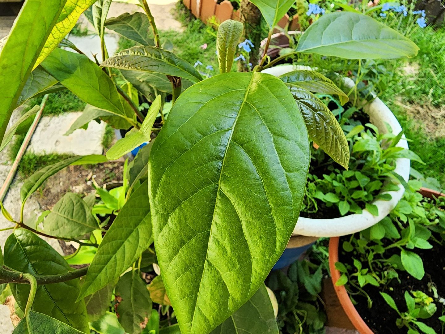 садоводство, экзотические растения, цветоводство, старая купавна, богородский городской округ,