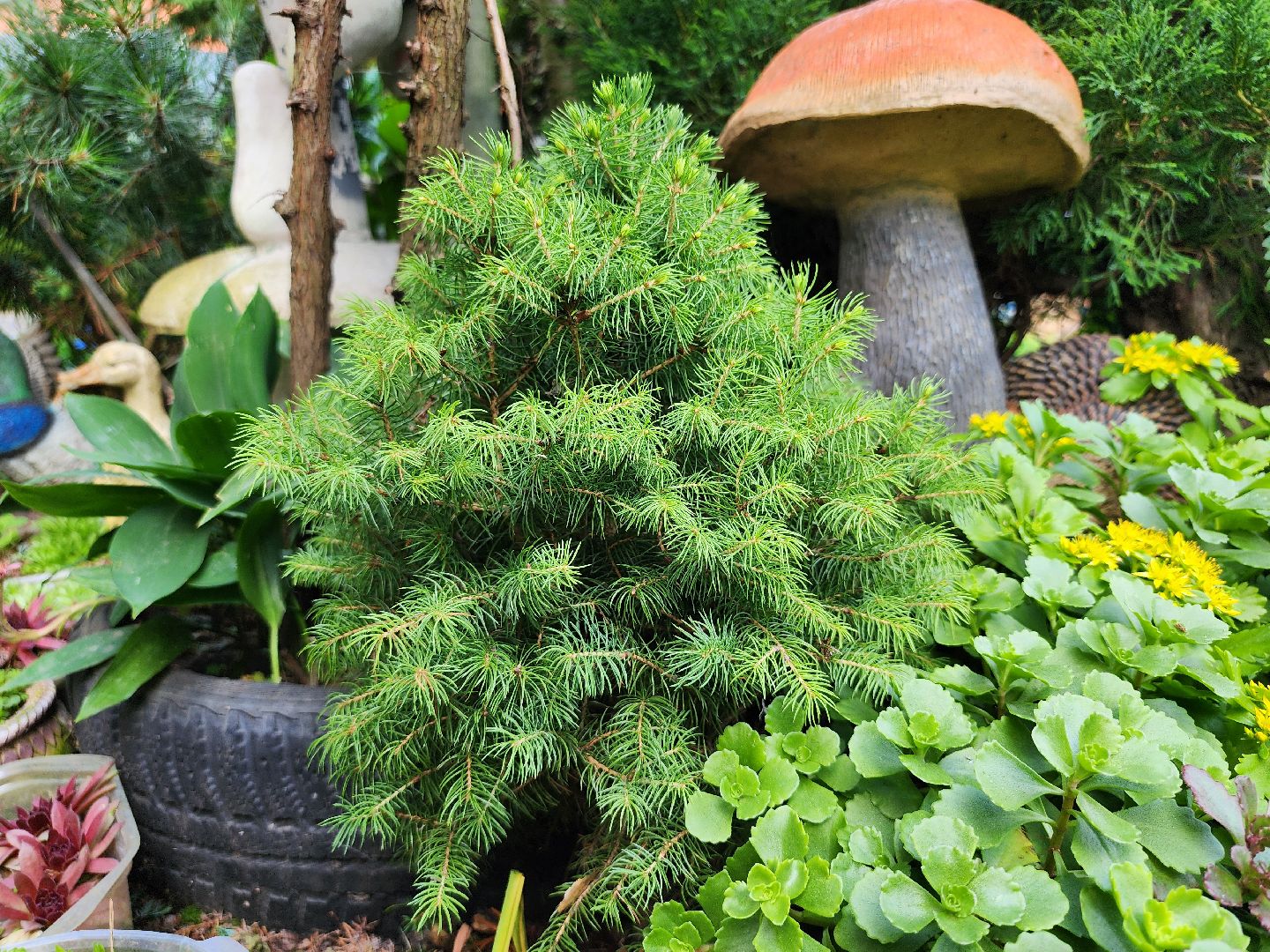 садоводство, экзотические растения, цветоводство, старая купавна, богородский городской округ,
