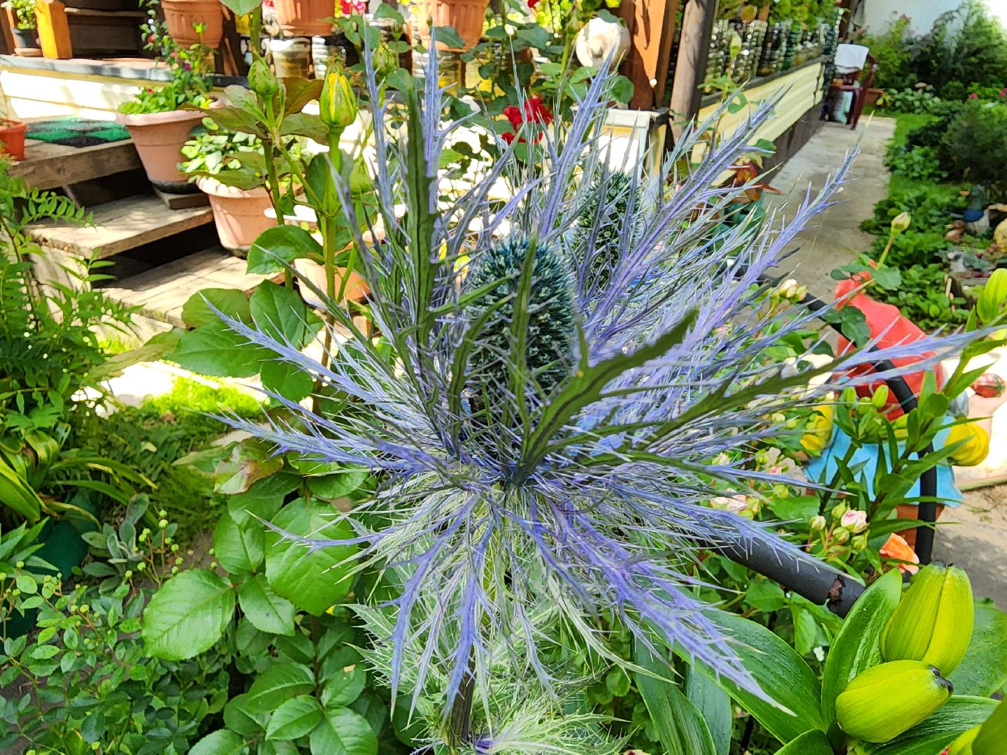 садоводство, экзотические растения, цветоводство, старая купавна, богородский городской округ,