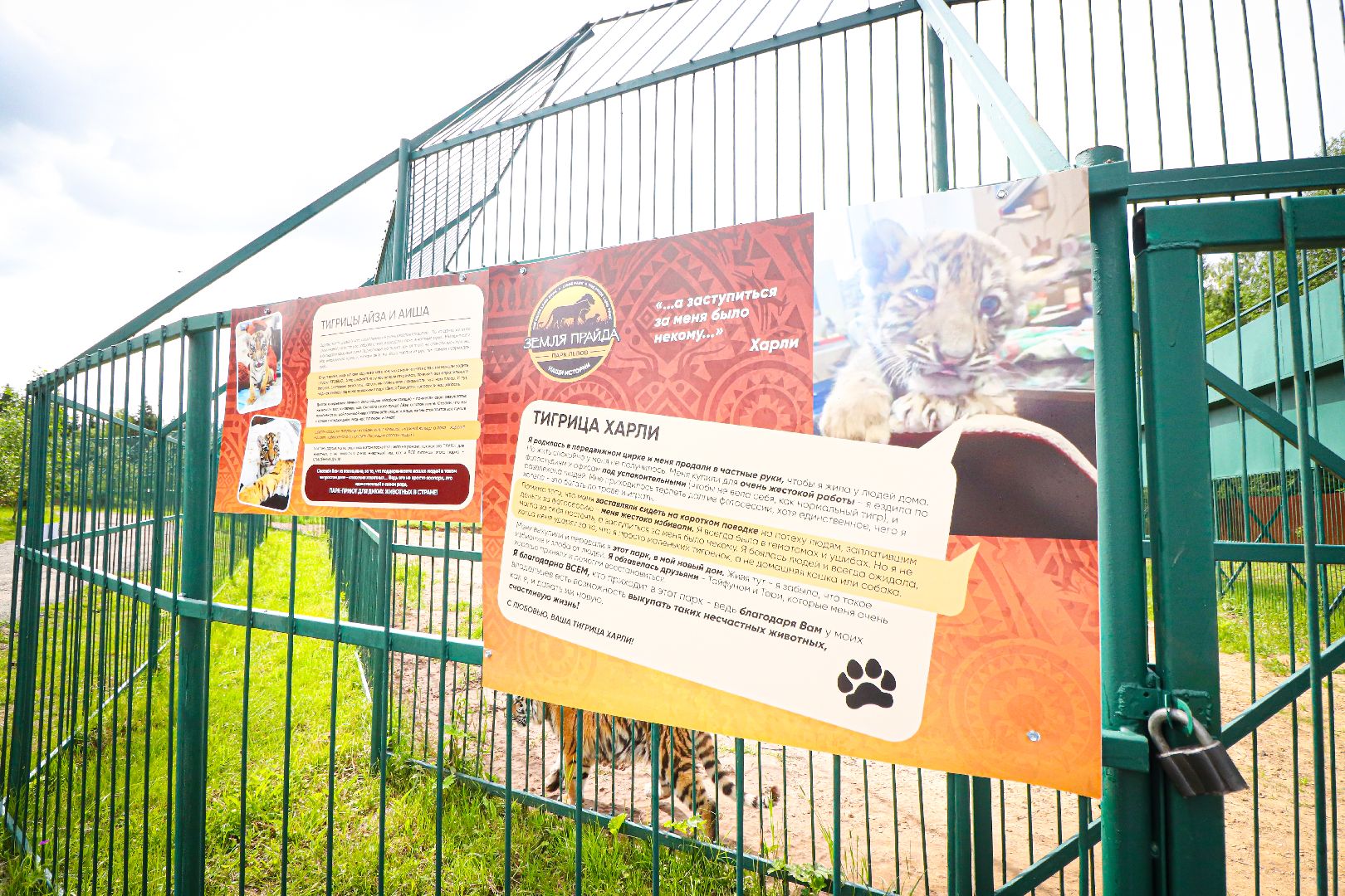 клин, общество, животные,