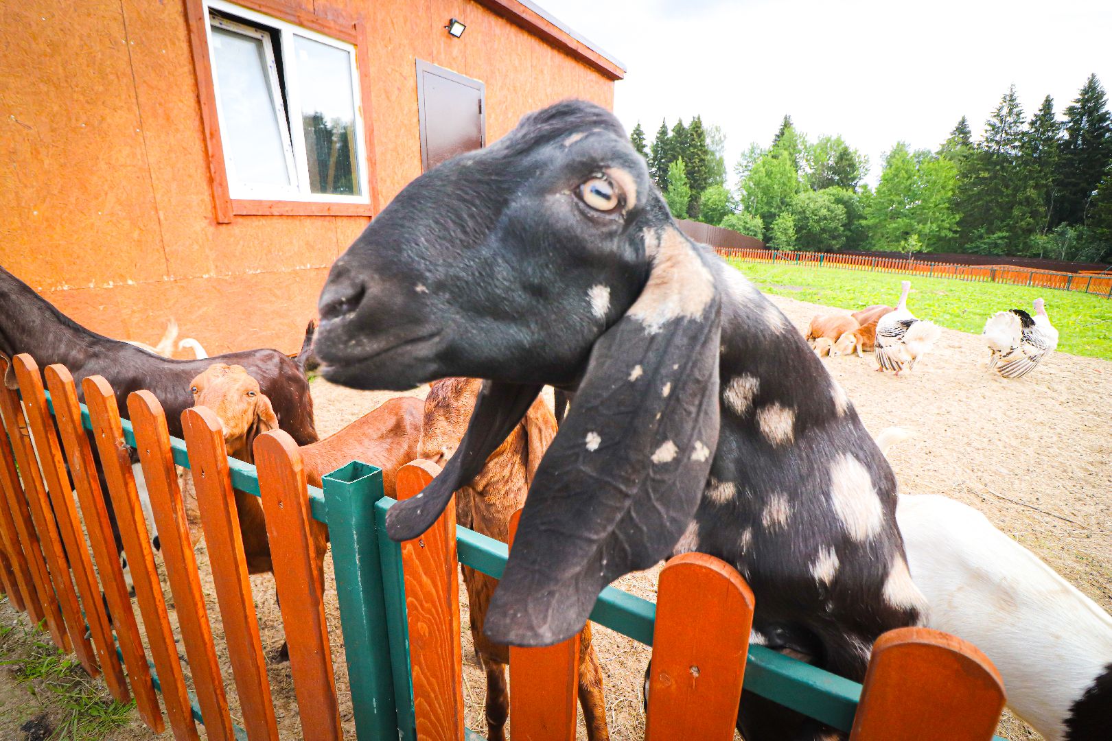 клин, общество, животные,