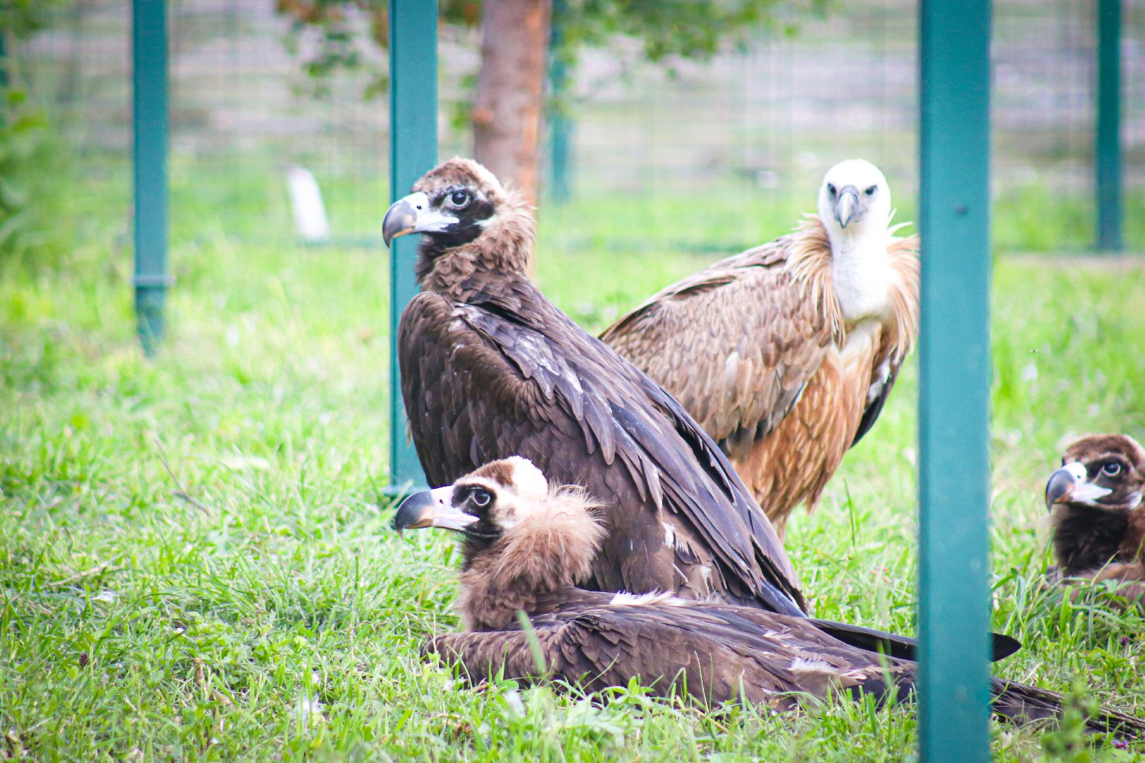 клин, общество, животные,