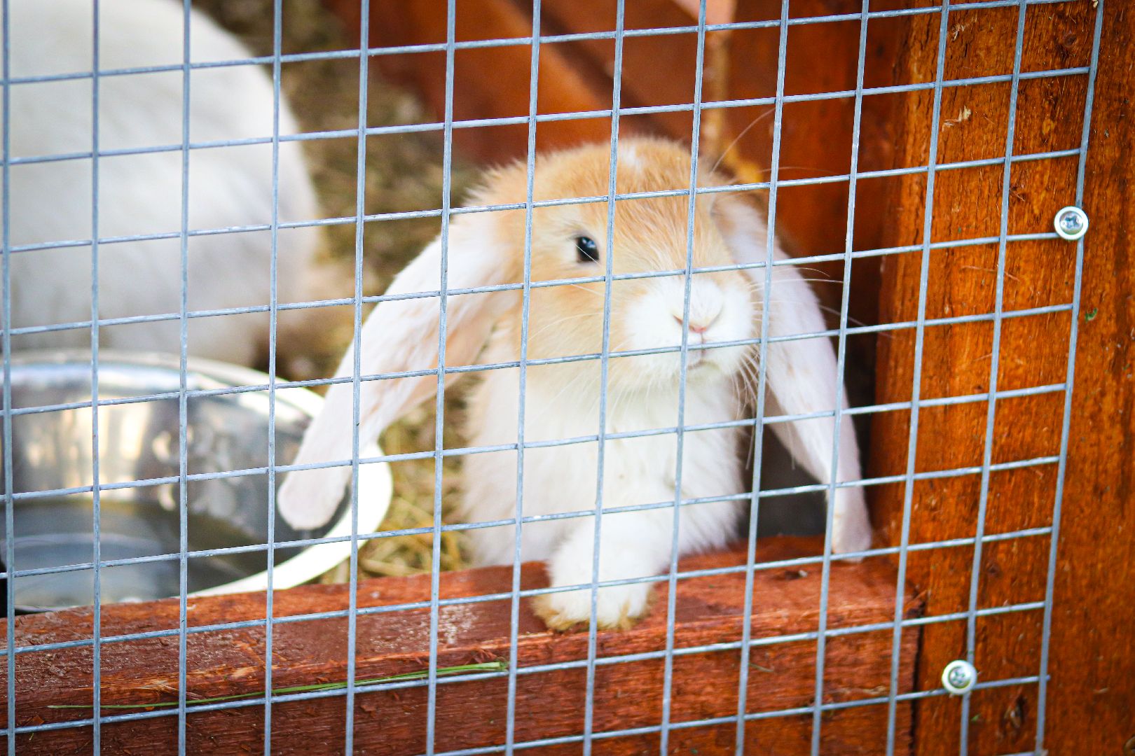 клин, общество, животные,