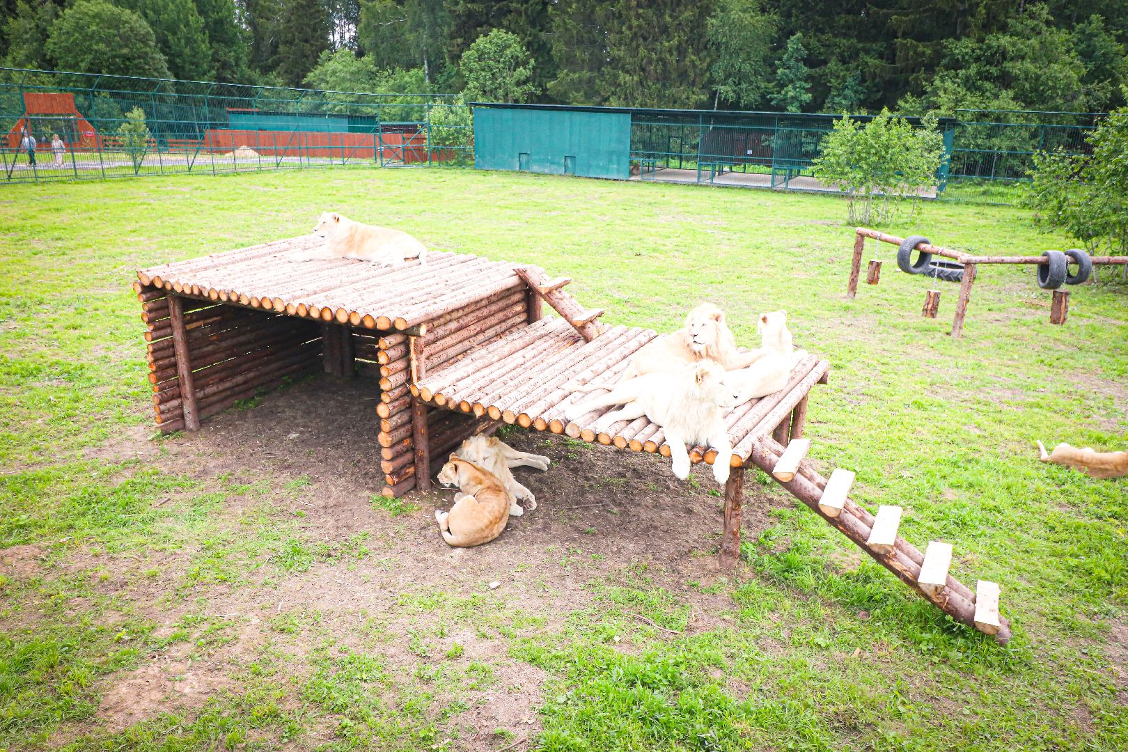 клин, общество, животные,