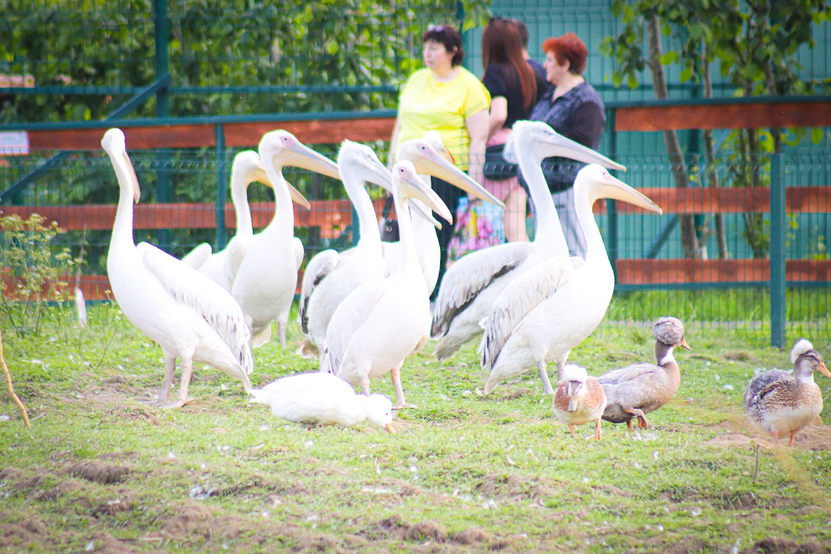 клин, общество, животные,
