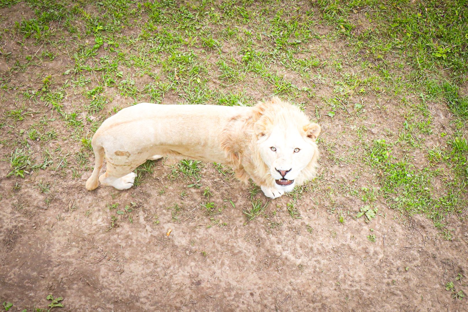 клин, общество, животные,