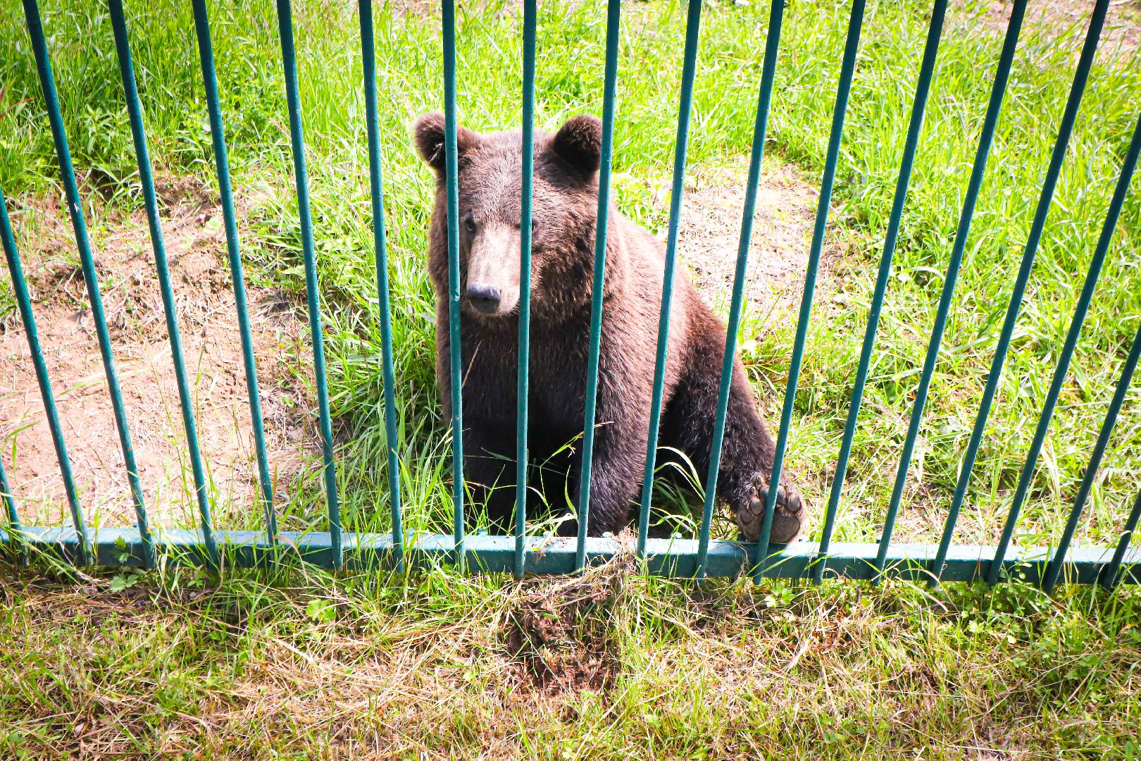 клин, общество, животные,