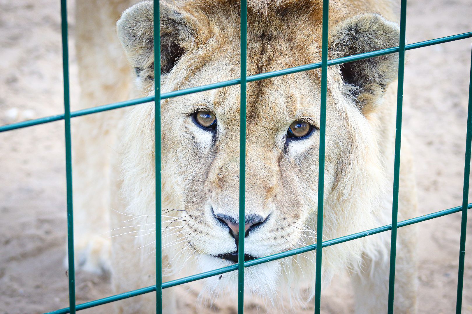 клин, общество, животные,