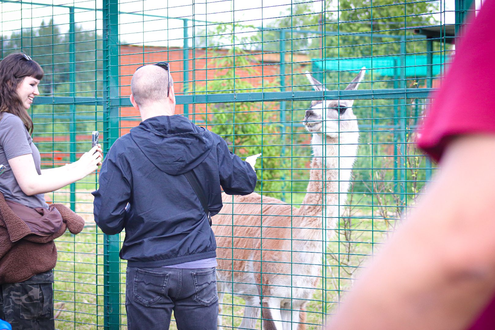 клин, общество, животные,