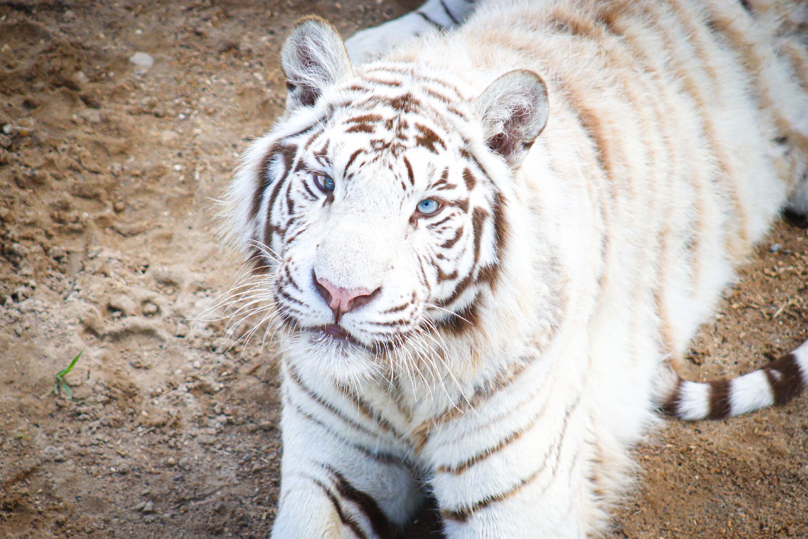 клин, общество, животные,