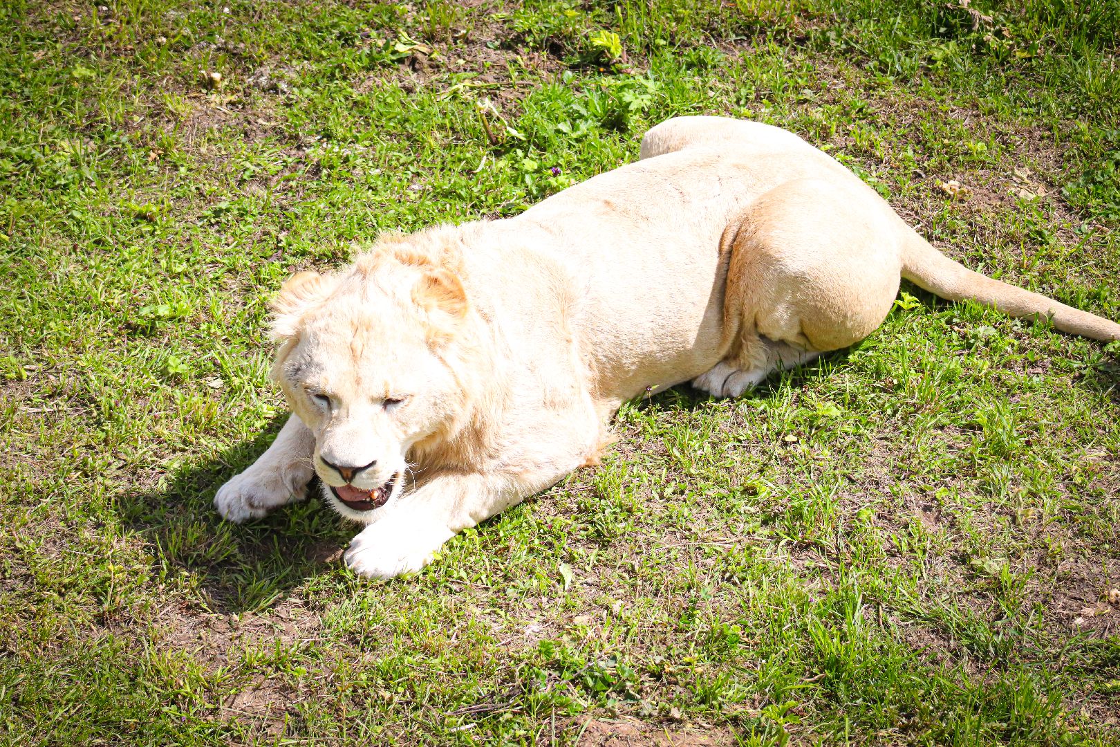 клин, общество, животные,