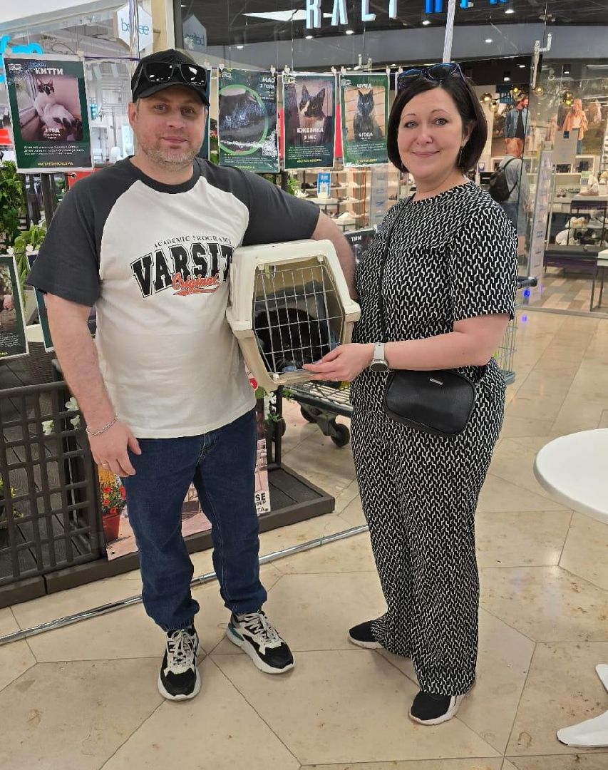 вертикалки, пушкино, волонтеры, благотворительность, бездомные животные, собаки, кошки, поиск, хозяин и хозяйка,