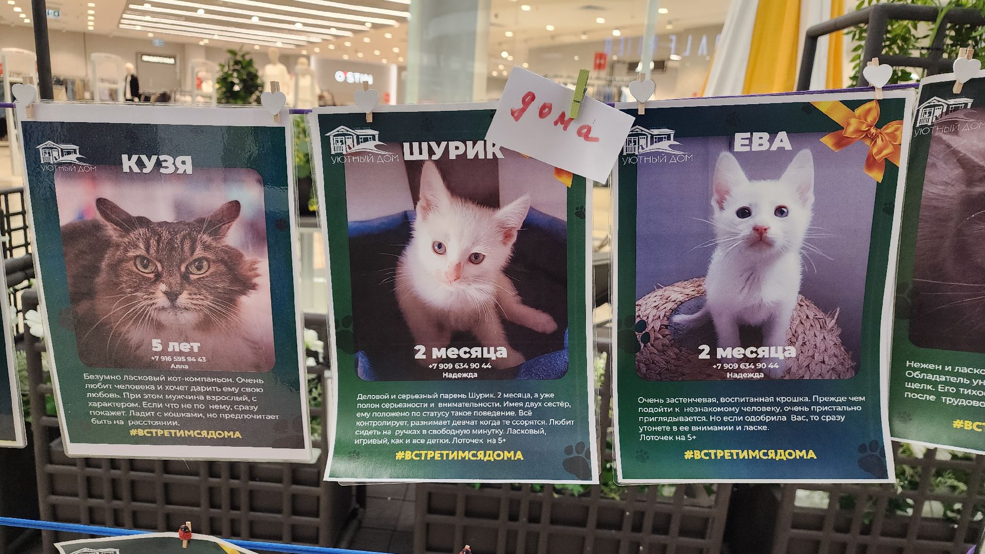 вертикалки, пушкино, волонтеры, благотворительность, бездомные животные, собаки, кошки, поиск, хозяин и хозяйка,