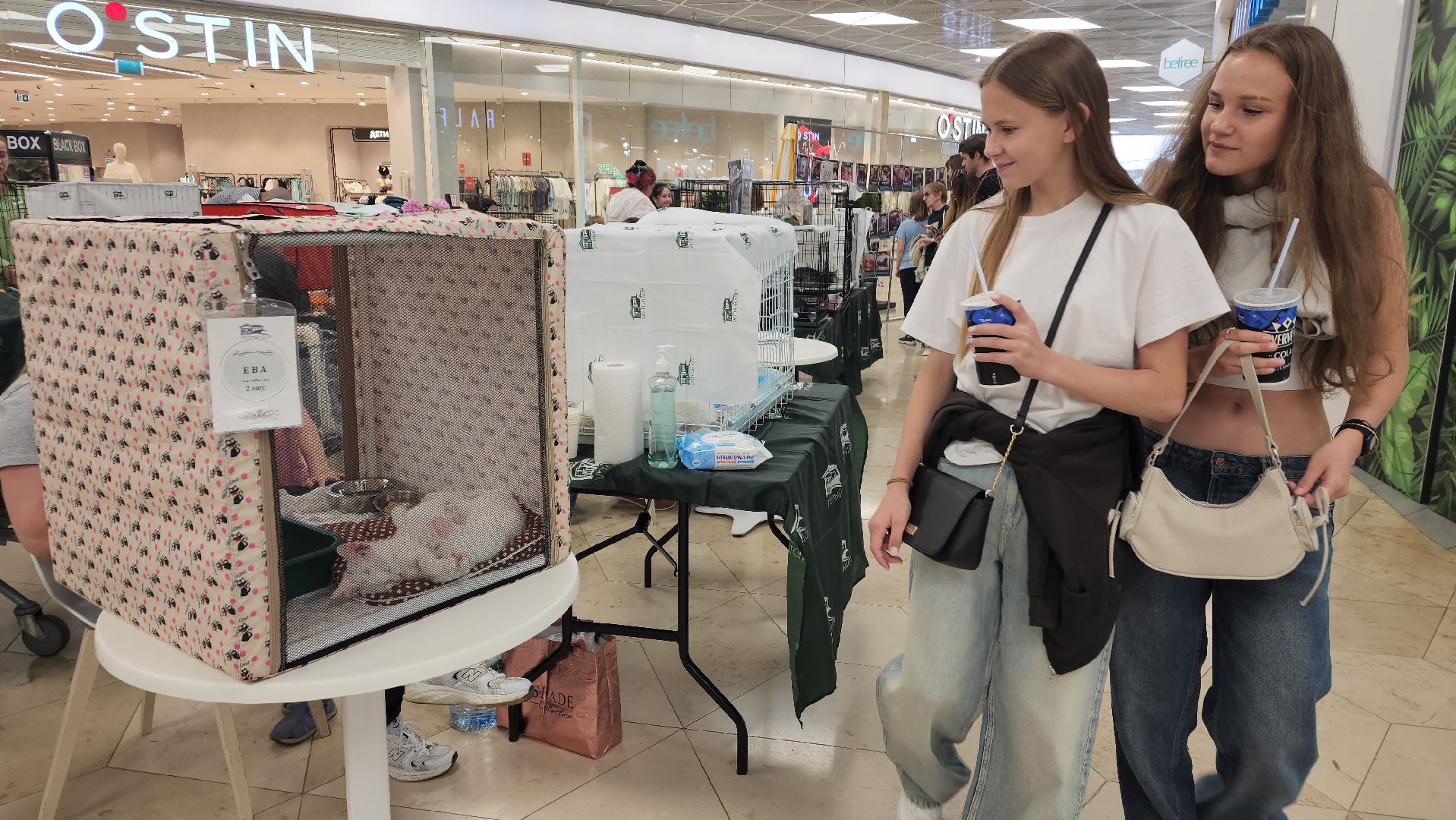 вертикалки, пушкино, волонтеры, благотворительность, бездомные животные, собаки, кошки, поиск, хозяин и хозяйка,