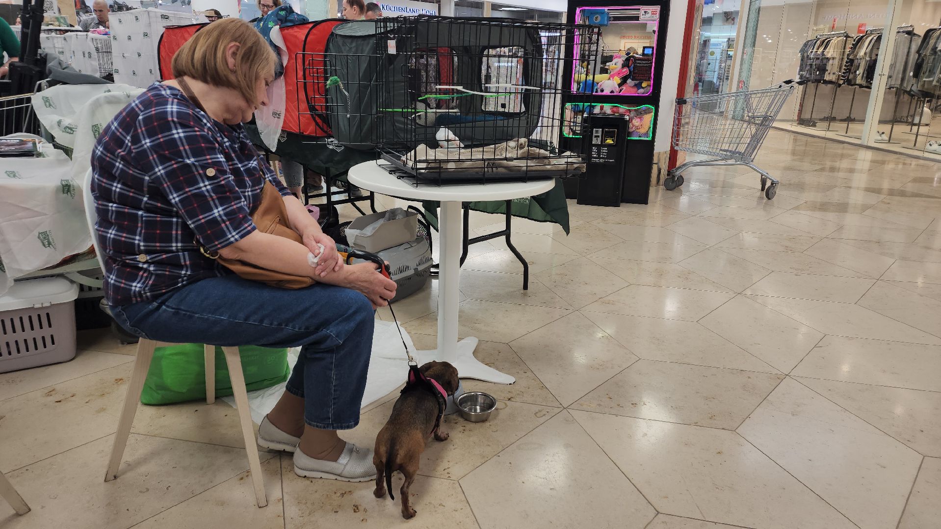 вертикалки, пушкино, волонтеры, благотворительность, бездомные животные, собаки, кошки, поиск, хозяин и хозяйка,