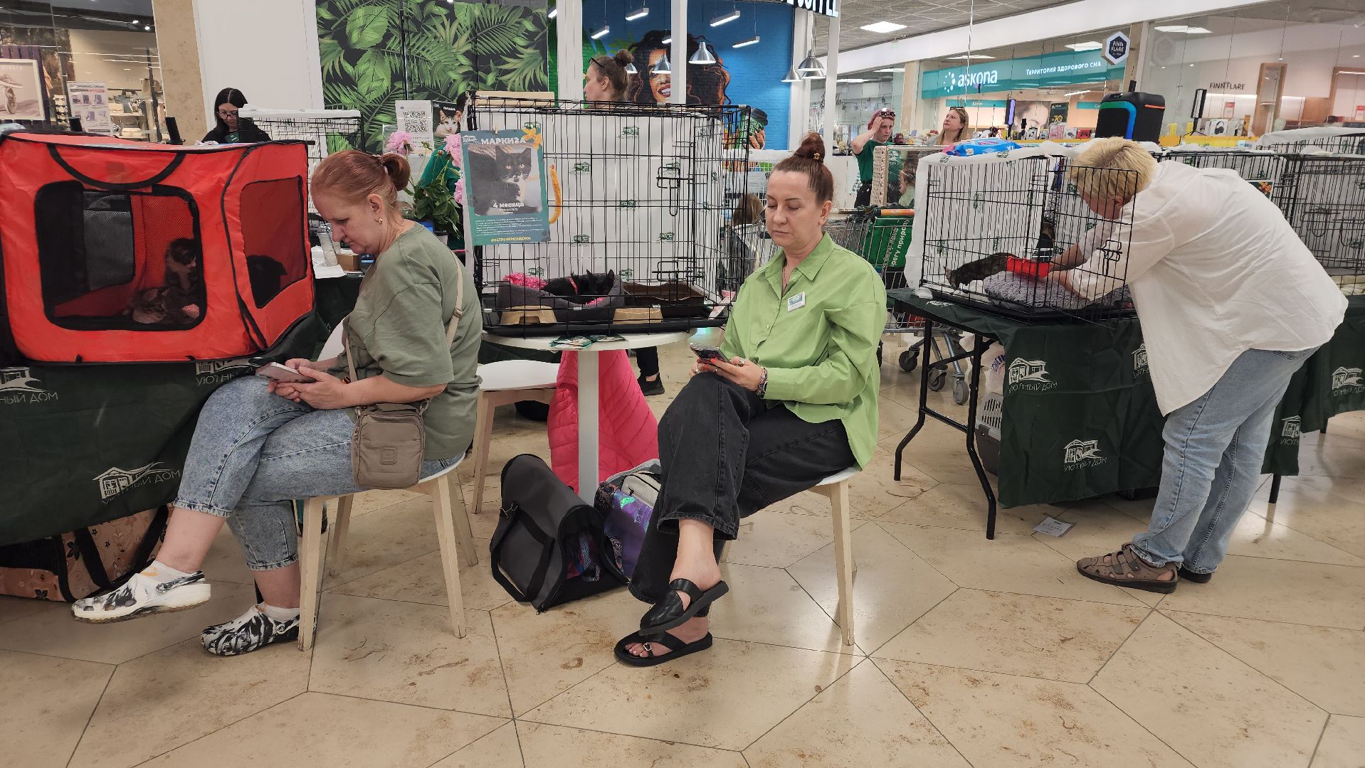 вертикалки, пушкино, волонтеры, благотворительность, бездомные животные, собаки, кошки, поиск, хозяин и хозяйка,