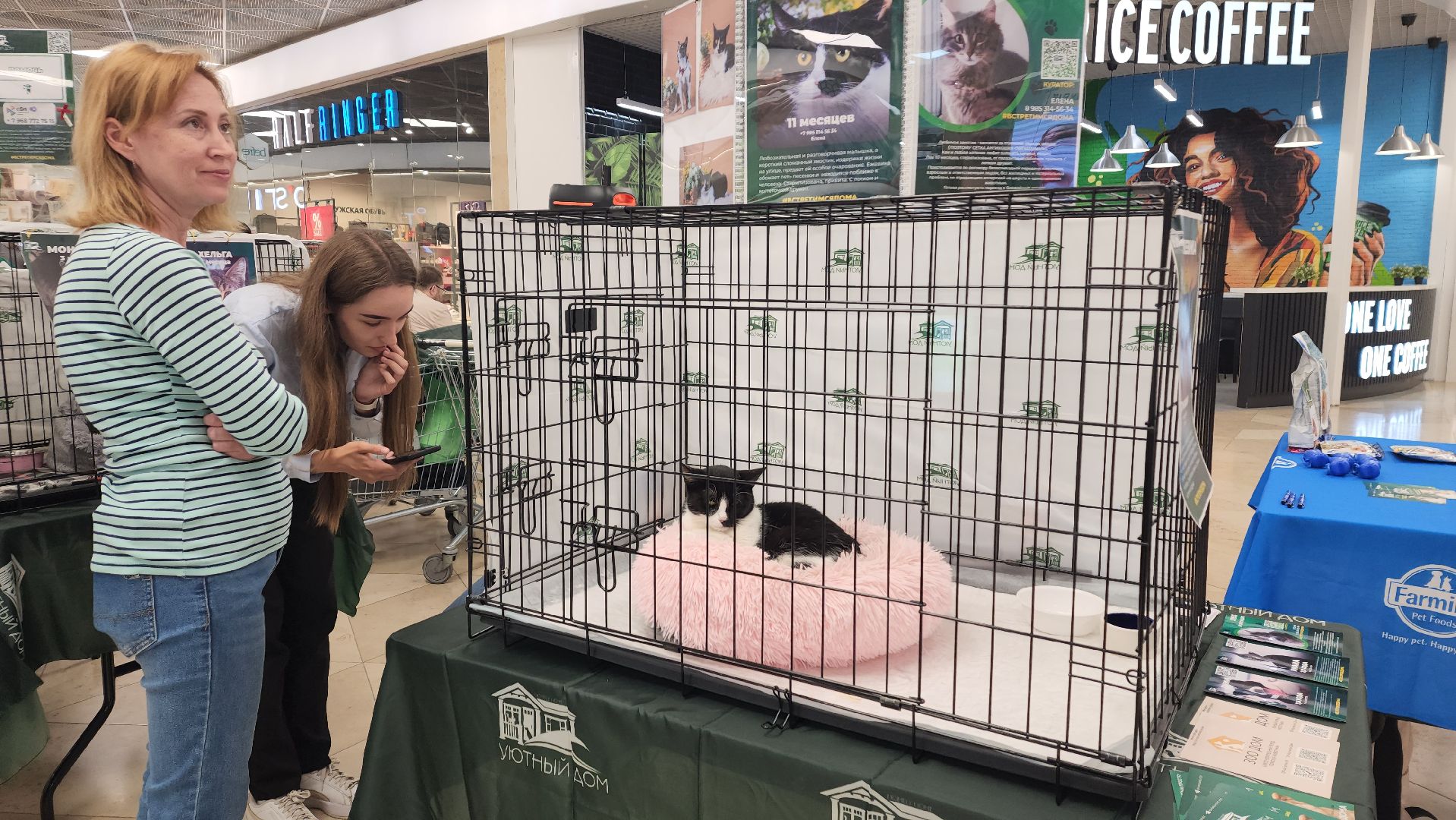 вертикалки, пушкино, волонтеры, благотворительность, бездомные животные, собаки, кошки, поиск, хозяин и хозяйка,