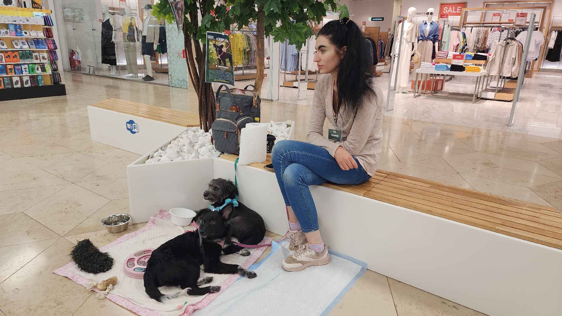 вертикалки, пушкино, волонтеры, благотворительность, бездомные животные, собаки, кошки, поиск, хозяин и хозяйка,