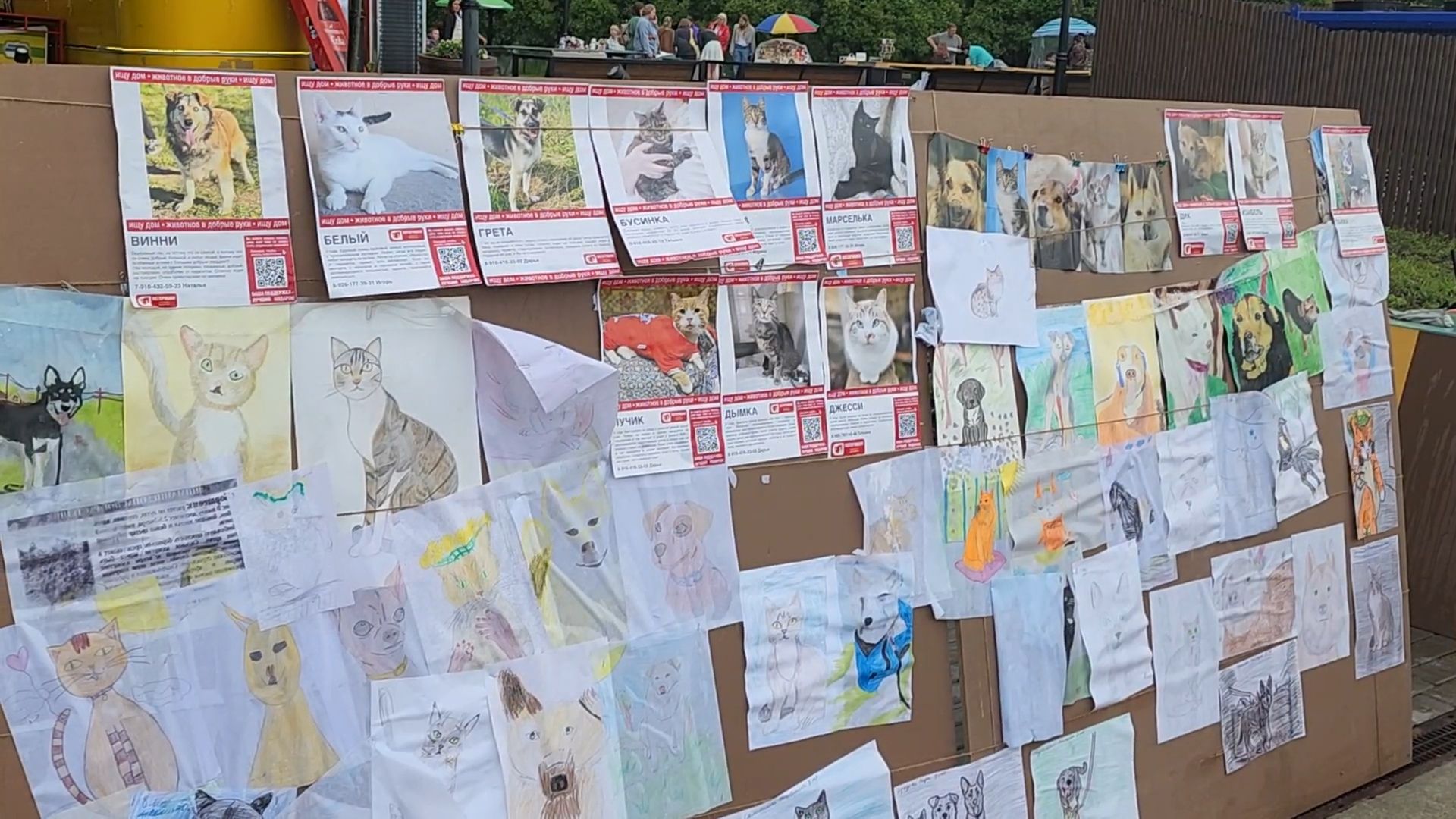 сергиев посад, сергиево-посадский городской округ, потеряшки сергиев посад, бездомные животные, благотворительный фестиваль,
