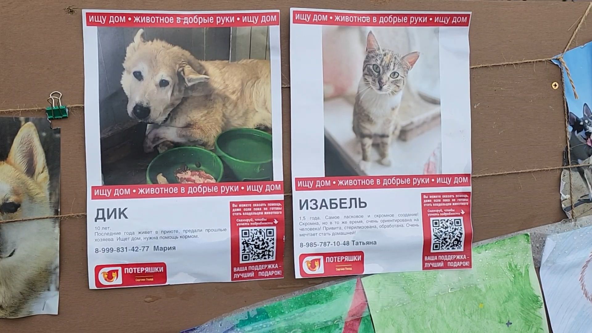 сергиев посад, сергиево-посадский городской округ, потеряшки сергиев посад, бездомные животные, благотворительный фестиваль,