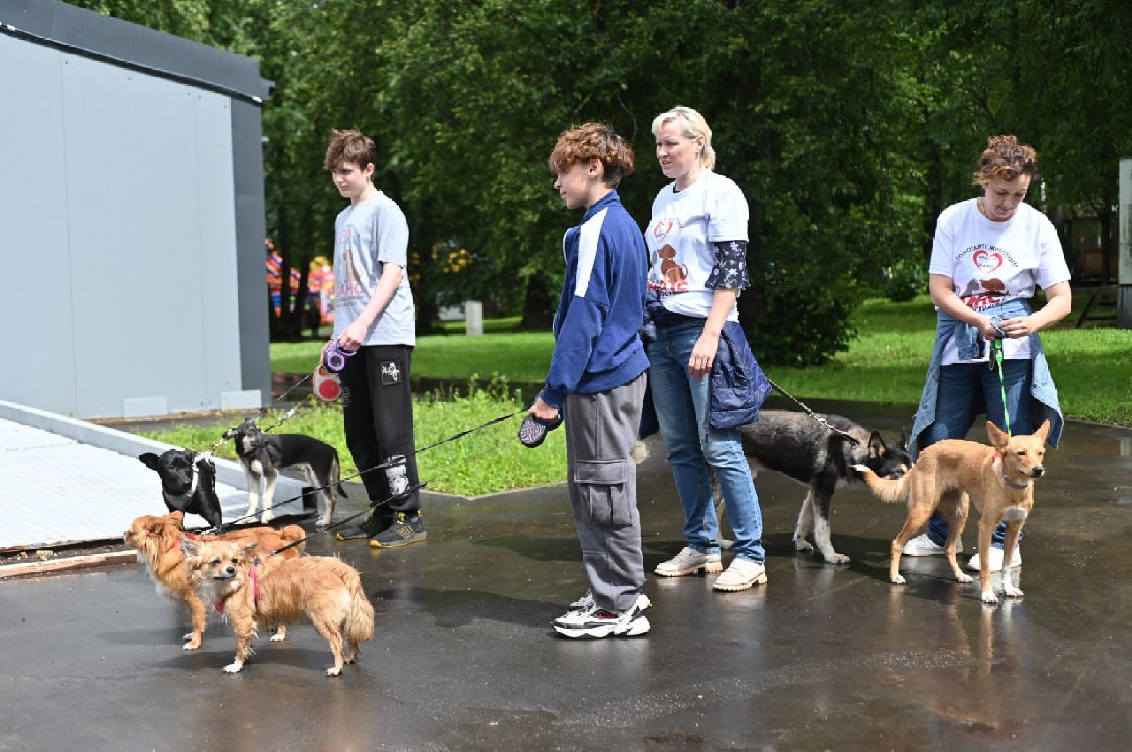 сергиев посад, сергиево-посадский городской округ, потеряшки сергиев посад, бездомные животные, благотворительный фестиваль,