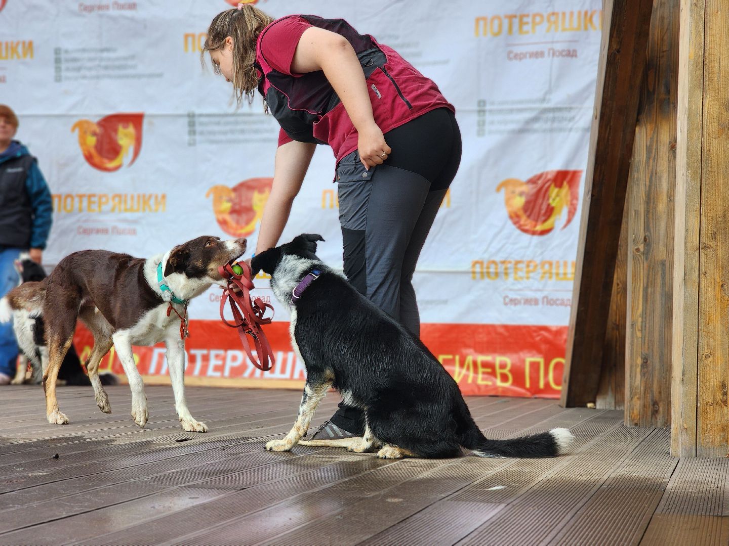 сергиев посад, сергиево-посадский городской округ, потеряшки сергиев посад, бездомные животные, благотворительный фестиваль,