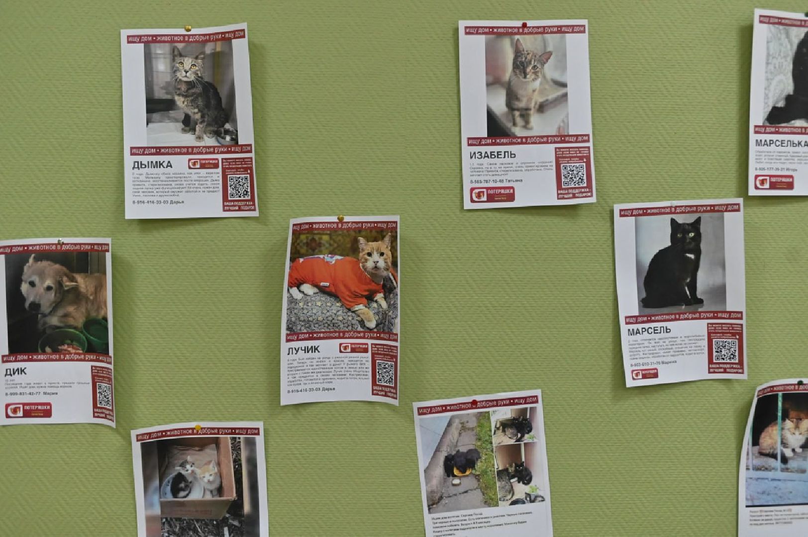 сергиев посад, сергиево-посадский городской округ, потеряшки сергиев посад, бездомные животные, благотворительный фестиваль,