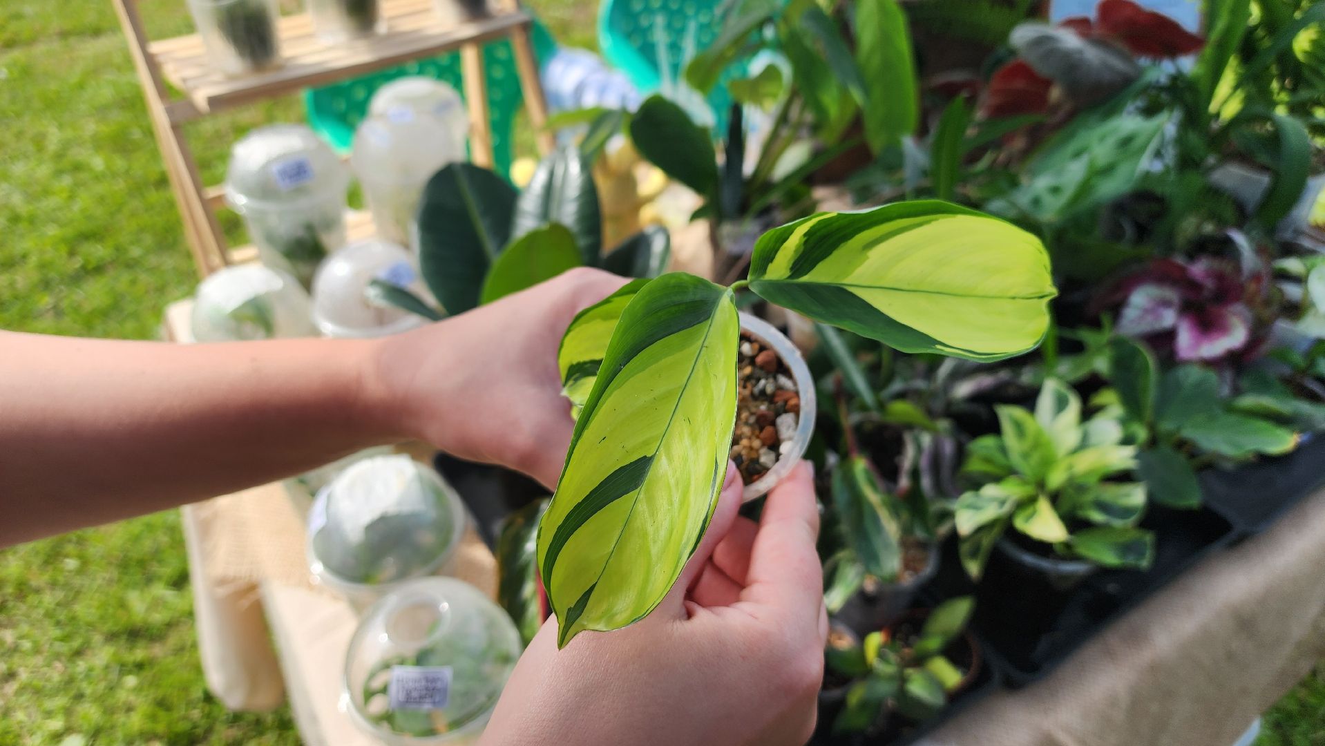 солнечногорск, день молодежи, зеленый своп, обмен растениями,