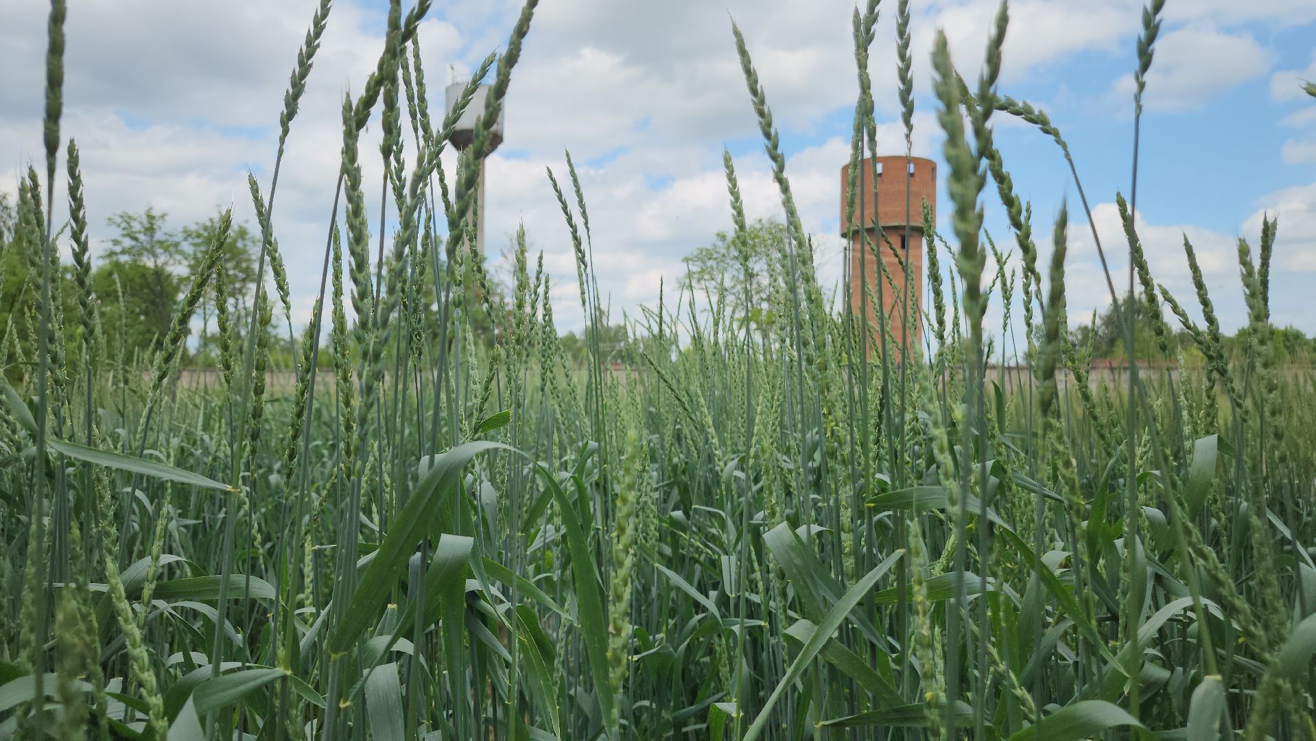 ступино, образование, сельское хозяйство,