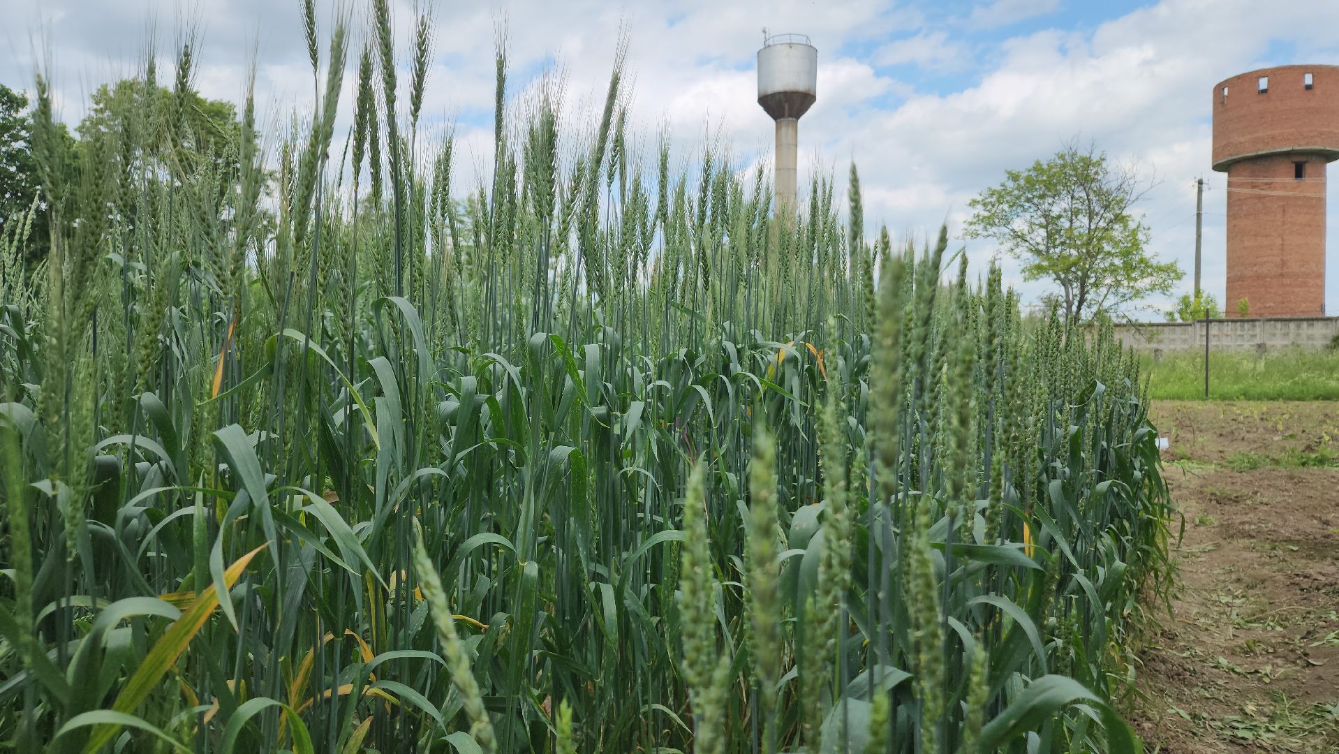 ступино, образование, сельское хозяйство,