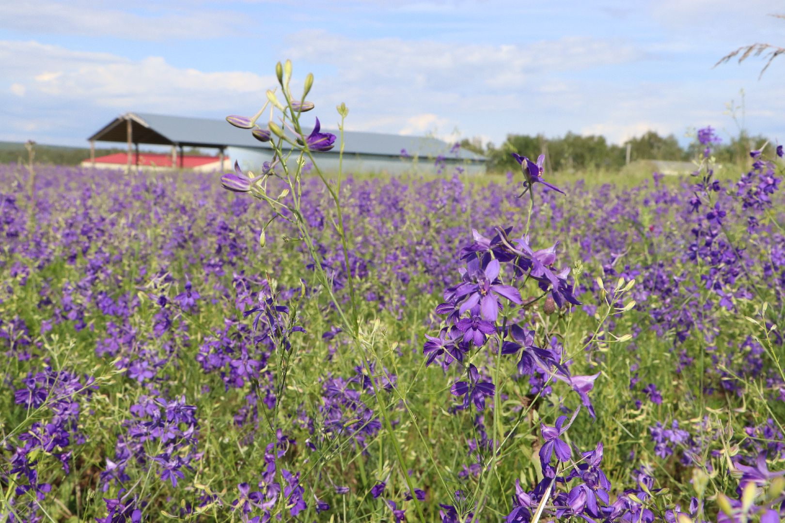 серебряные пруды, благодать, дудино,  локация для фотосессии,