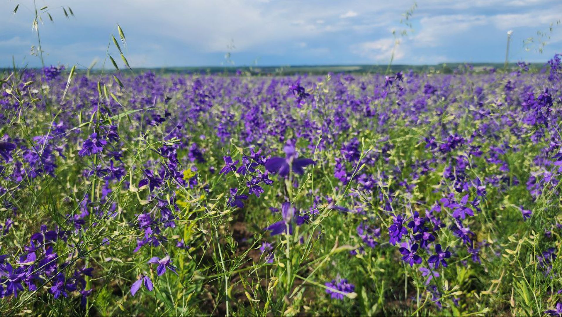 серебряные пруды, благодать, дудино,  локация для фотосессии,