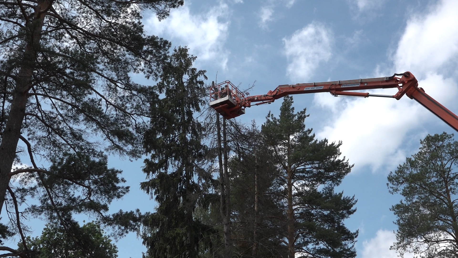 санитарная вырубка, сухое дерево, жкх и благоустройство, власиха цветной бульвар, тропа здоровья,