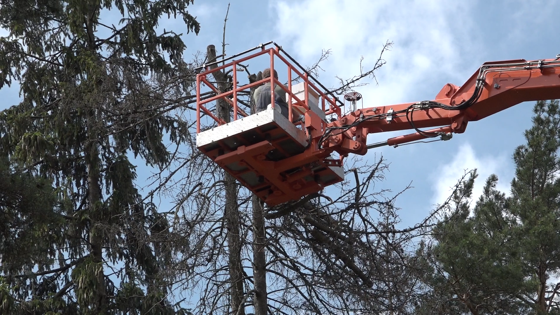 санитарная вырубка, сухое дерево, жкх и благоустройство, власиха цветной бульвар, тропа здоровья,