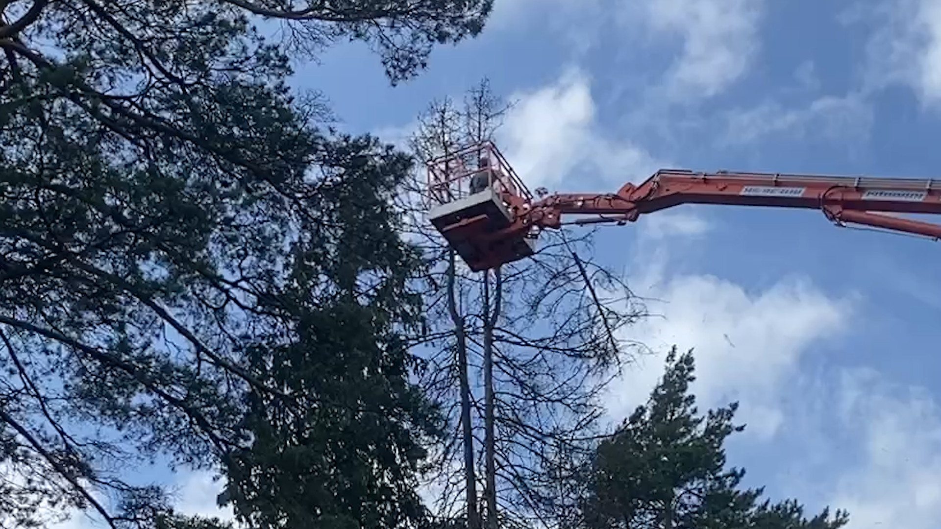 санитарная вырубка, сухое дерево, жкх и благоустройство, власиха цветной бульвар, тропа здоровья,